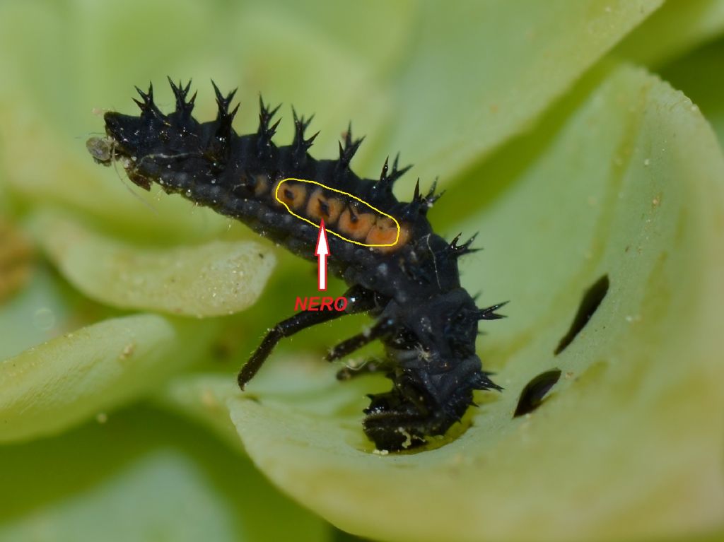 Larva di Harmonia ? Sì !